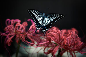 彼岸花とアゲハチョウ