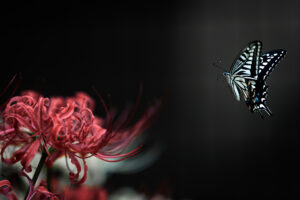 彼岸花とアゲハチョウ