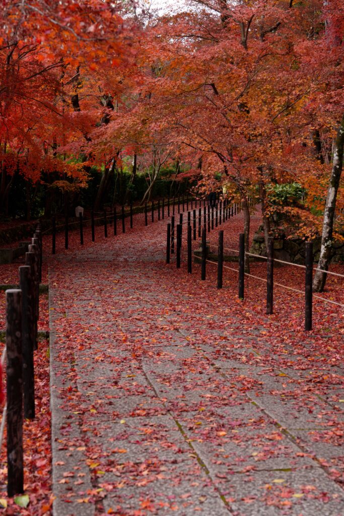 京都光明寺の敷紅葉。赤い紅葉の絨毯、参道。