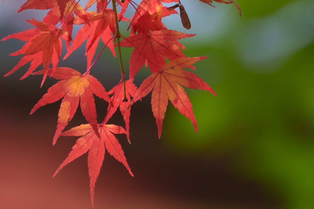 望遠レンズで紅葉を切り取った。
