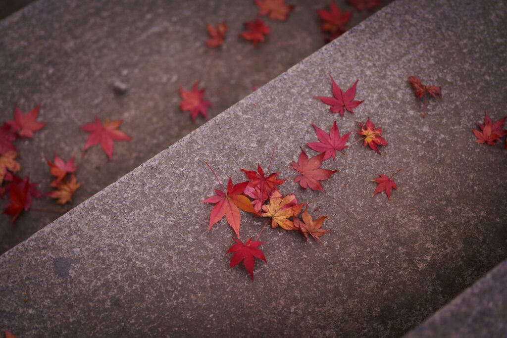 階段に落ちてる紅葉を撮影。哀愁が漂う。