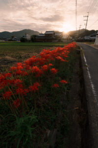 彼岸花と夕焼け