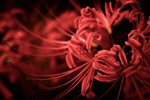 彼岸花の造形美