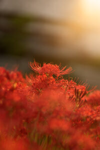 彼岸花と夕焼け