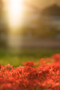 彼岸花と夕焼け
