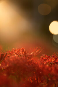 彼岸花と夕焼け