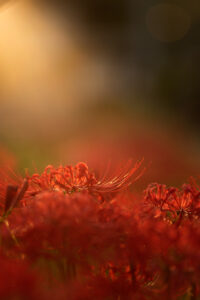 彼岸花と夕焼け