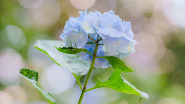 紫陽花と玉ボケ