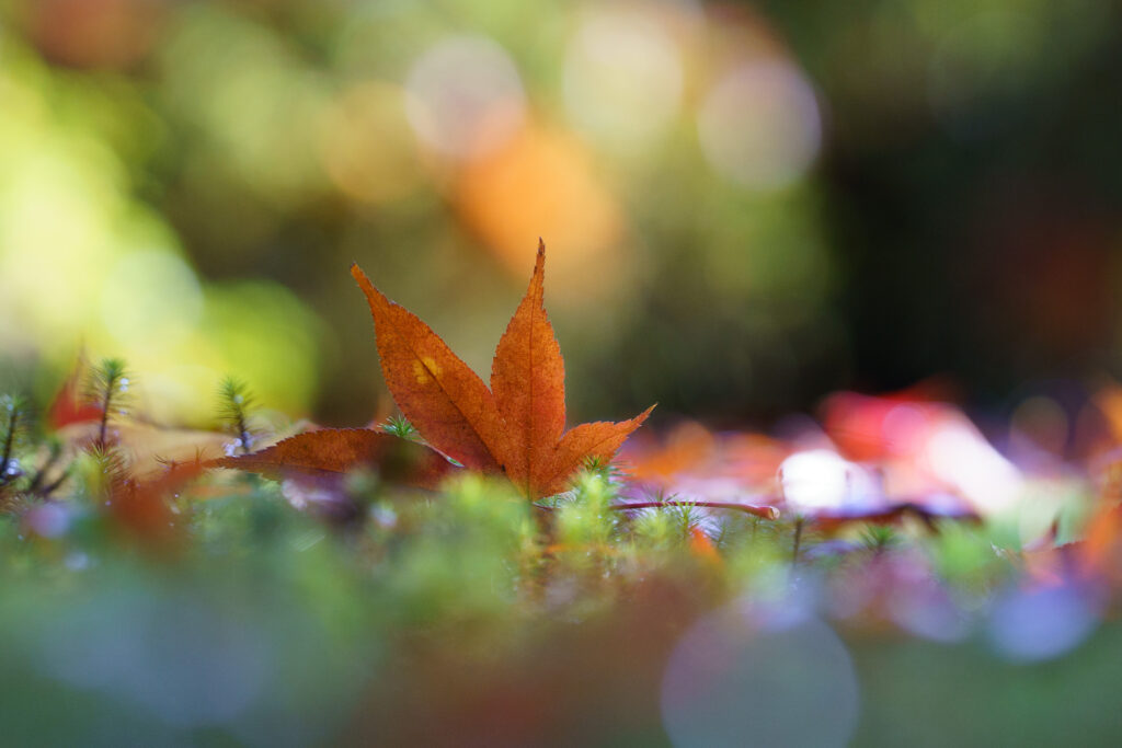 紅葉の写真。背景がボケている