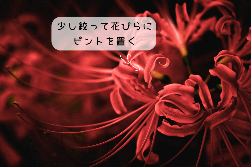 彼岸花の花びら。135mmの中望遠で横から撮影。クローズアップ。