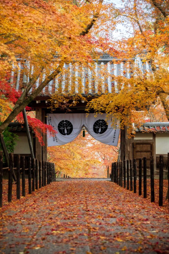 光明寺の紅葉の並木道。敷紅葉