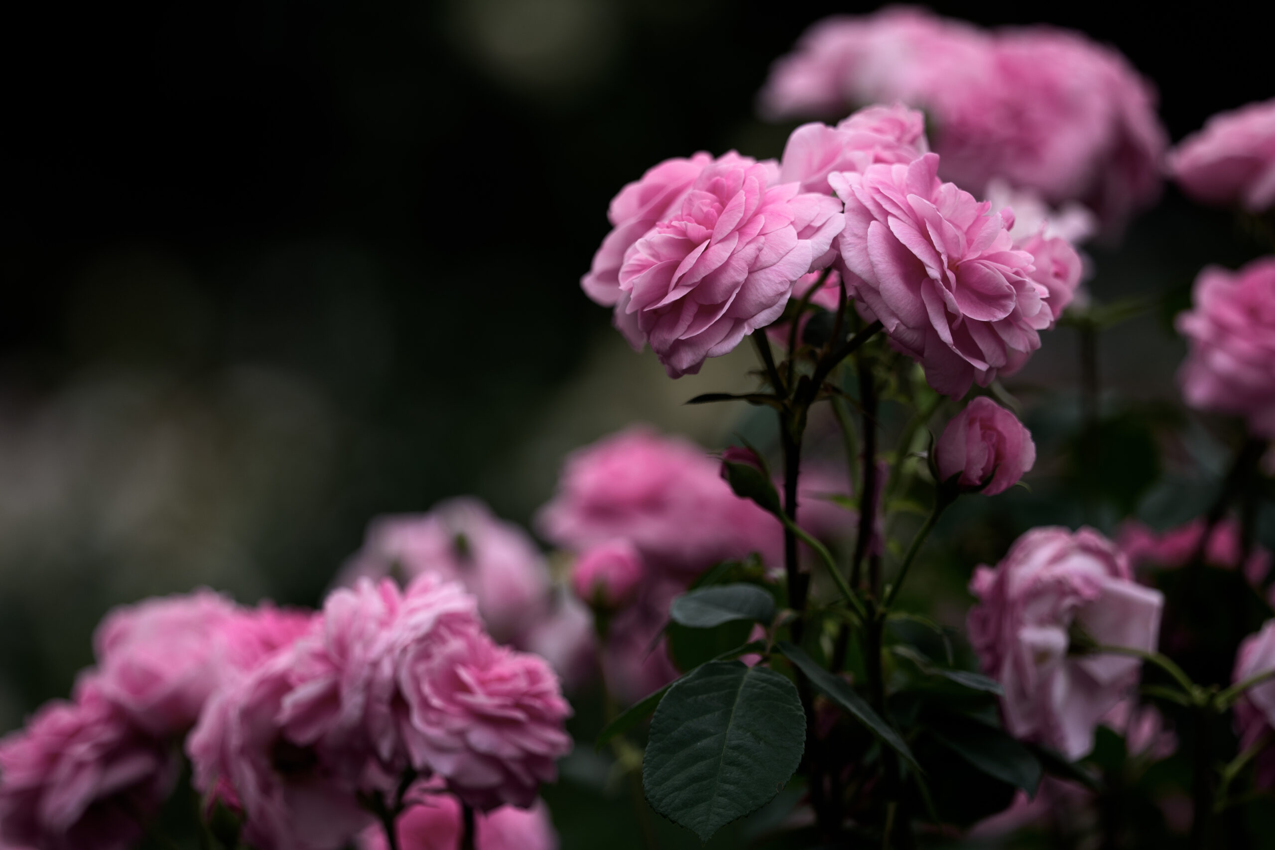 薔薇の写真。彩度調整