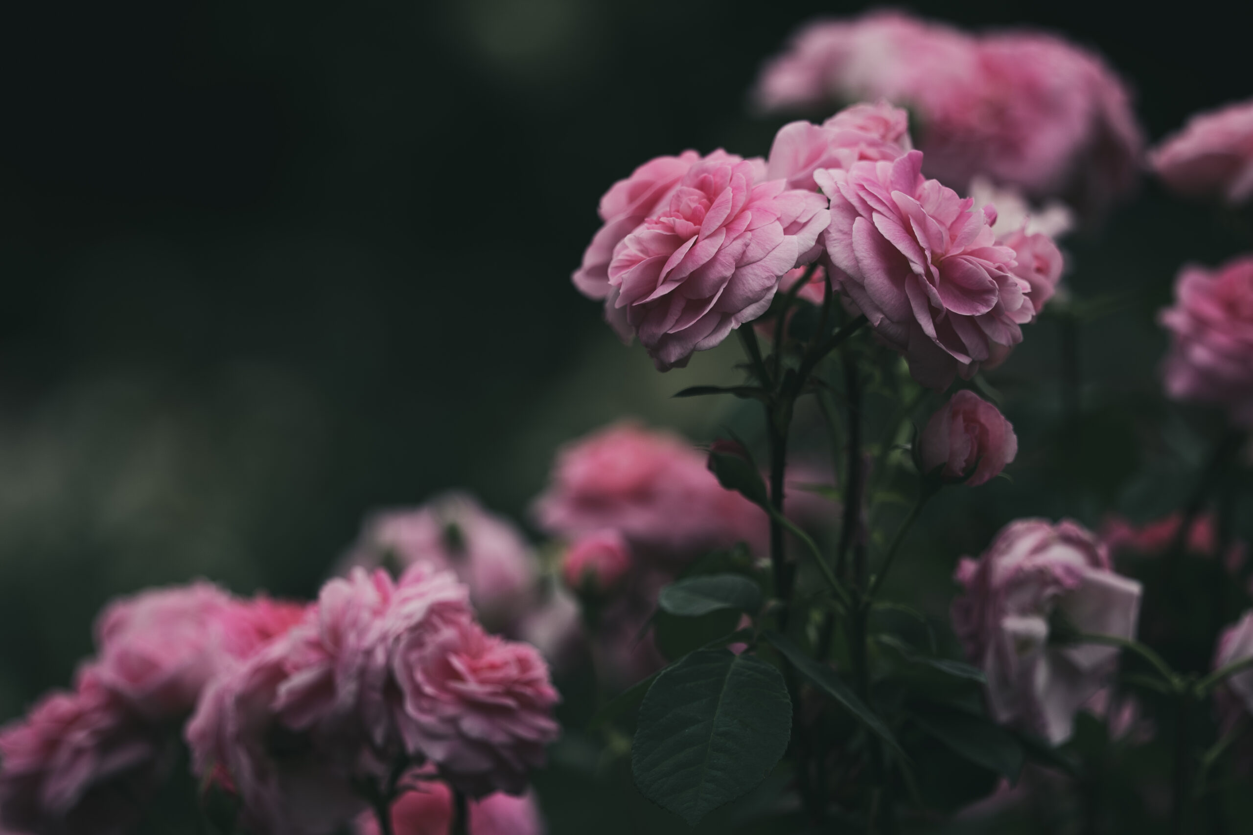 薔薇のレタッチ。プロファイル変更