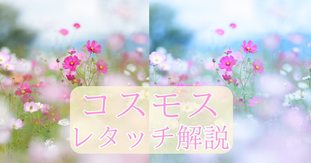 コスモスレタッチ記事のアイキャッチ画像。コスモスの写真が背景