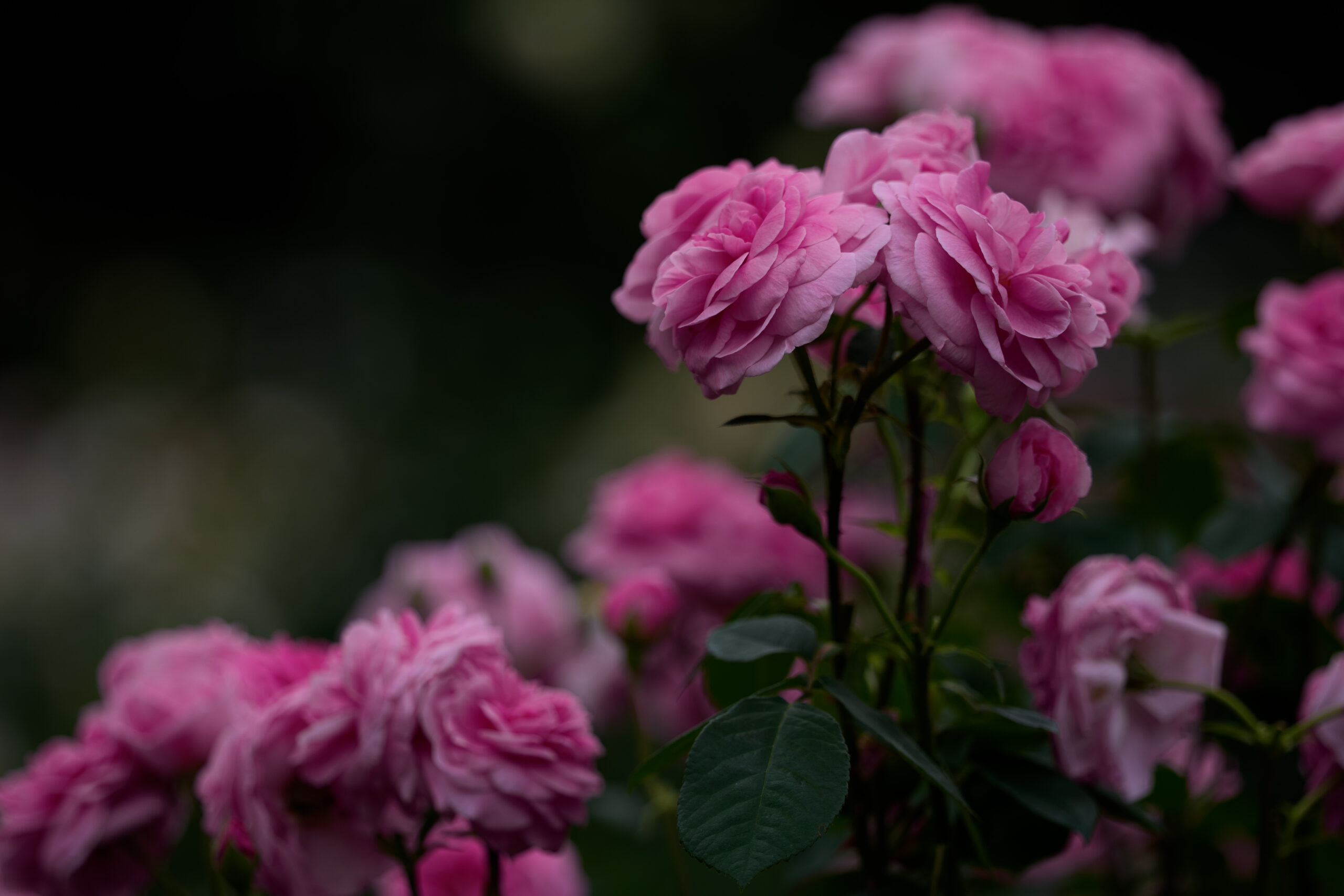 薔薇の写真。露光量調整