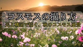 コスモスの撮り方の解説記事のアイキャッチ画像。夕日に照らされるコスモス畑が背景。