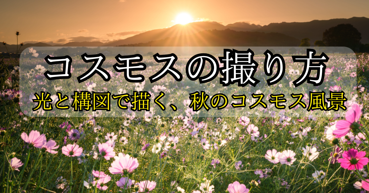 コスモスの撮り方の解説記事のアイキャッチ画像。夕日に照らされるコスモス畑が背景。