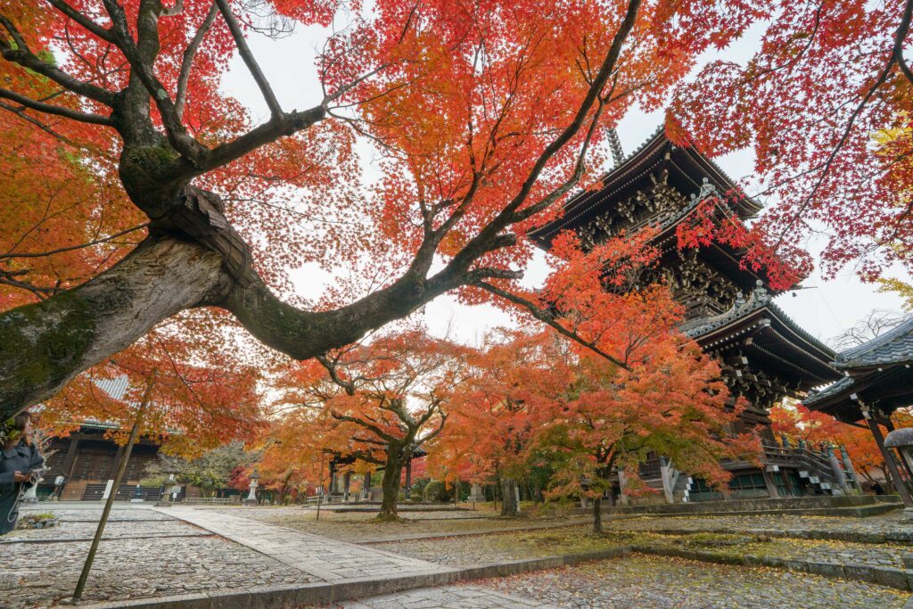 超広角レンズで撮影した紅葉と神社