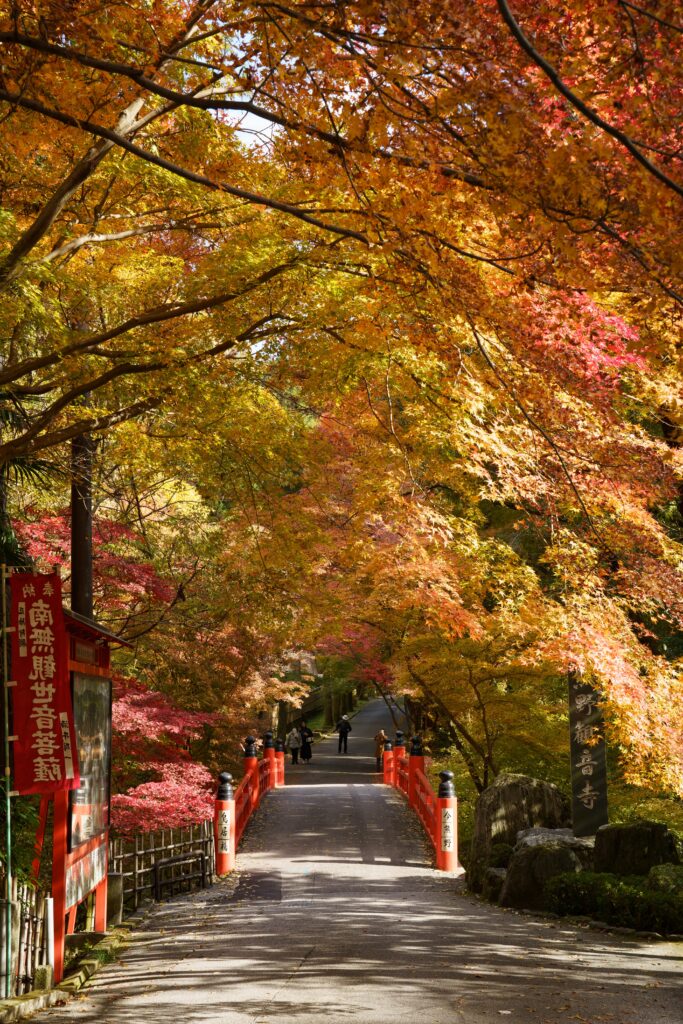 SONY FE 50mm F1.4 GMの単焦点レンズで撮影した紅葉