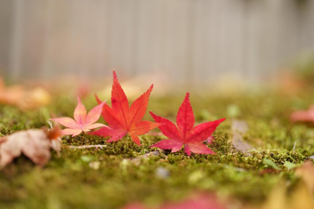 SONY FE 50mm F1.4 GMの単焦点レンズで撮影した紅葉