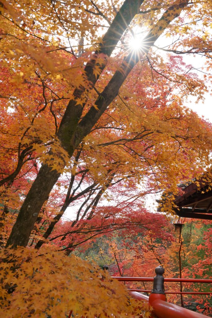 SONY FE 50mm F1.4 GMの単焦点レンズで撮影した紅葉