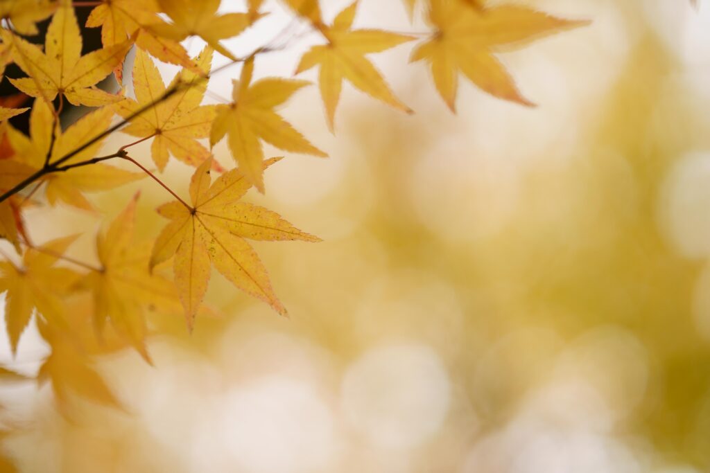 SONY FE 50mm F1.4 GMの単焦点レンズで撮影した紅葉