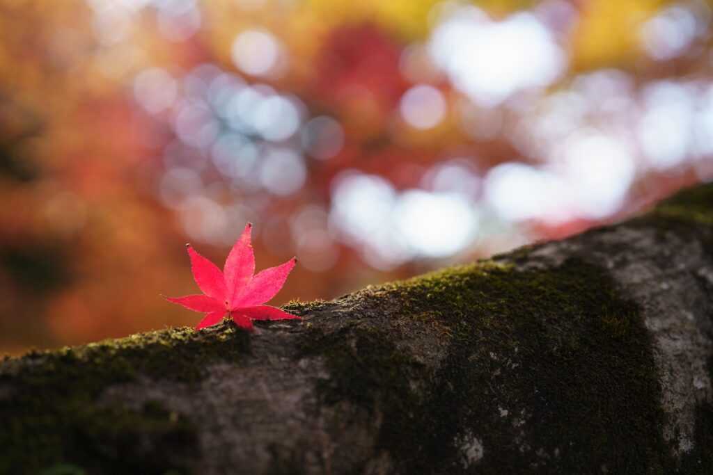 SONY FE 50mm F1.4 GMの単焦点レンズで撮影した紅葉