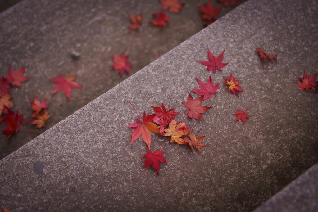 紅葉の落ち葉。50mmでスナップ。