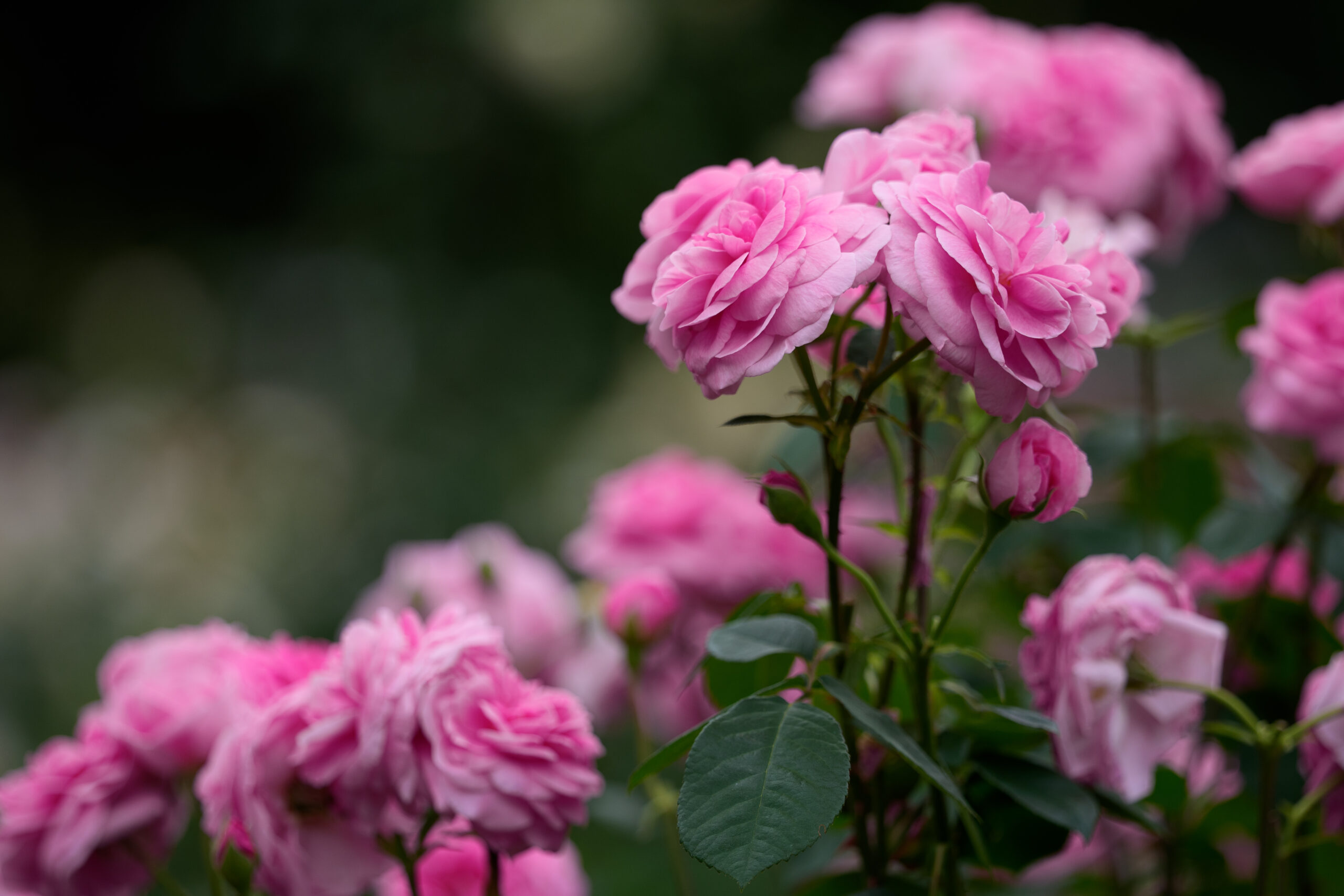薔薇の写真。レタッチスタート