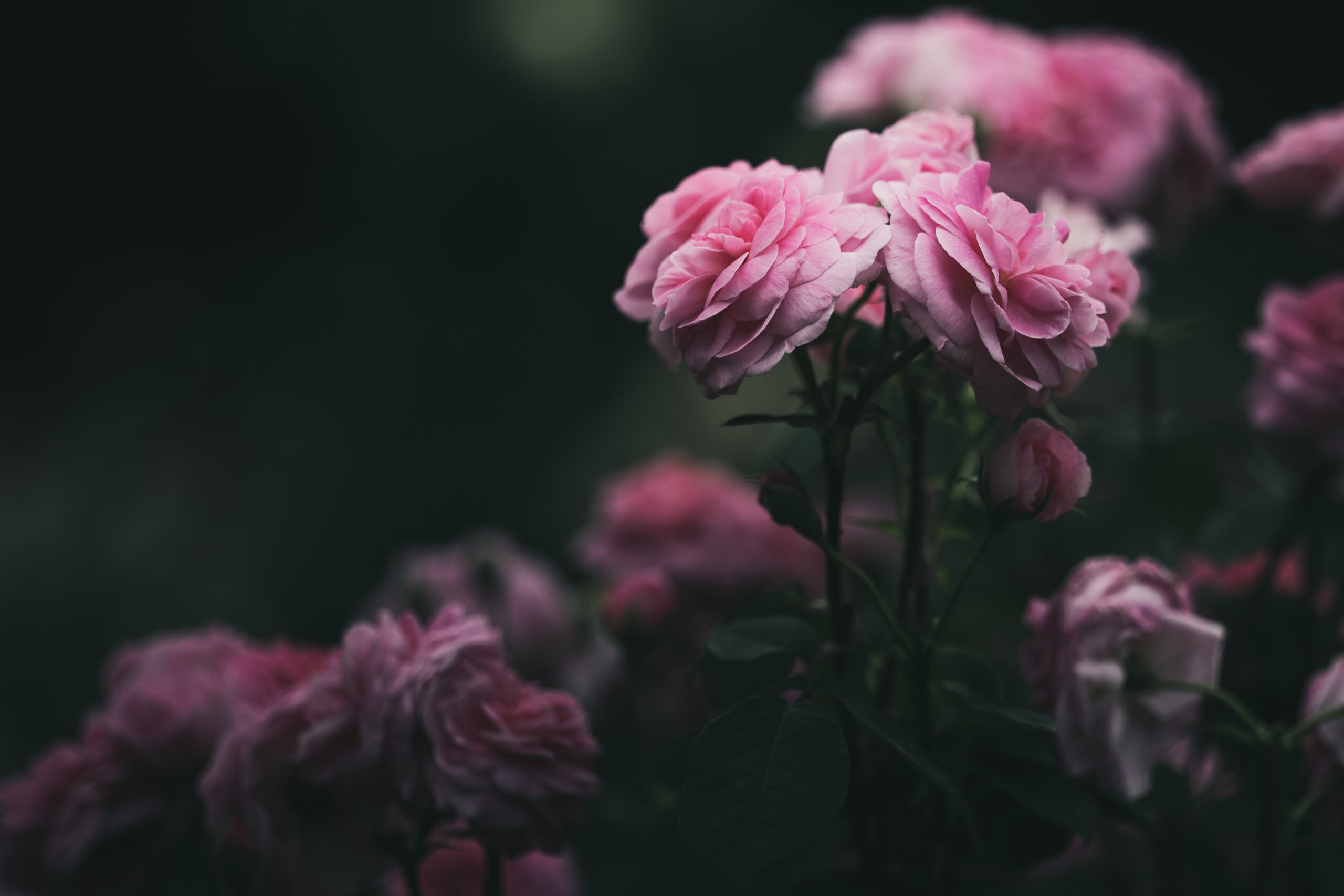 薔薇のレタッチ。円形フィルター1