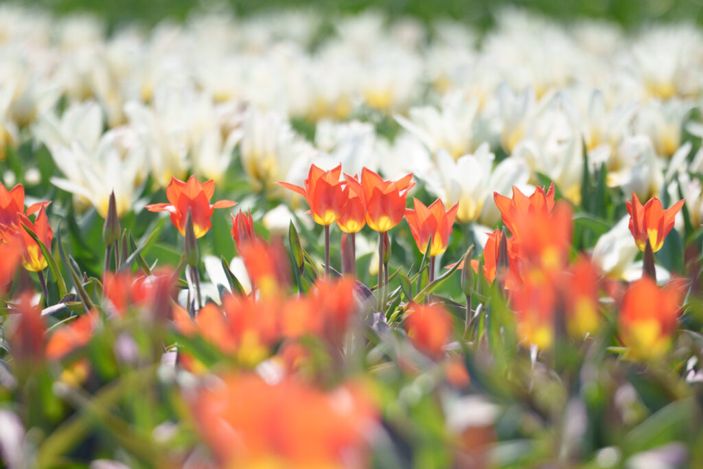 FE 70-200mm F2.8 GM OSS II (SEL70200GM2)で撮影した風景。