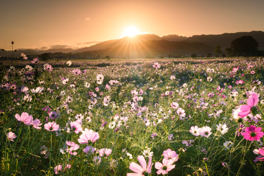 広角レンズ、FE 16-35mm F2.8 GM IIで撮影した早朝のコスモス畑。光条と朝日に照らされて輝くコスモス畑