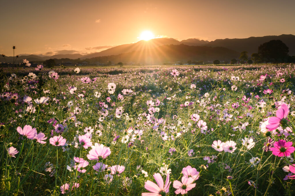 早朝のコスモス畑を広角レンズで撮影。太陽の光条と朝日に照らされたコスモス畑。GNDフィルターを使用し、黒潰れしないようにしている