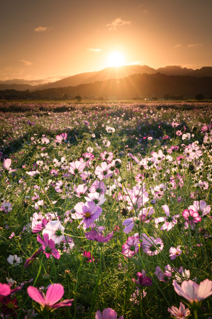 広角レンズ、FE 16-35mm F2.8 GM IIで撮影した早朝のコスモス畑。光条と朝日に照らされて輝くコスモス畑