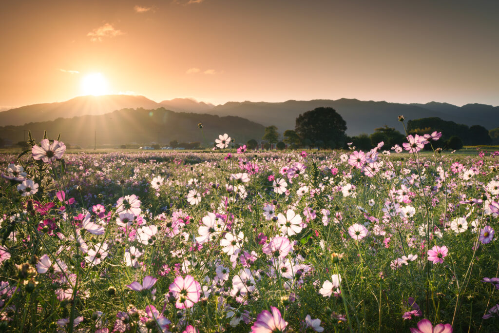広角レンズ、FE 16-35mm F2.8 GM IIで撮影した早朝のコスモス畑。光条と朝日に照らされて輝くコスモス畑