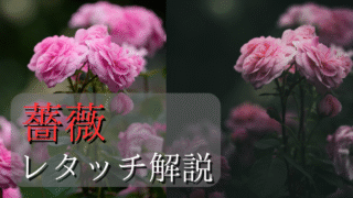 薔薇のレタッチ解説記事のアイキャッチ画像。