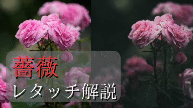 薔薇のレタッチ解説記事のアイキャッチ画像。