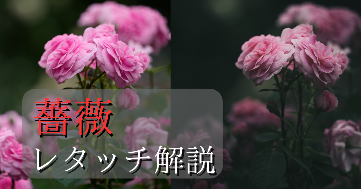 薔薇のレタッチ解説記事のアイキャッチ画像。