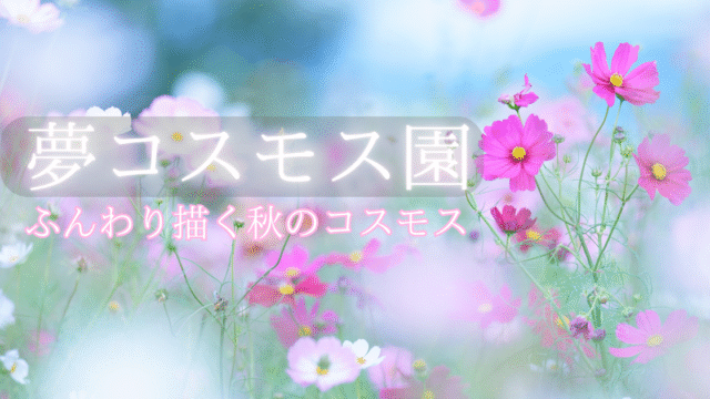 夢コスモス園の紹介記事のアイキャッチ画像。ふんわりコスモスを背景に。