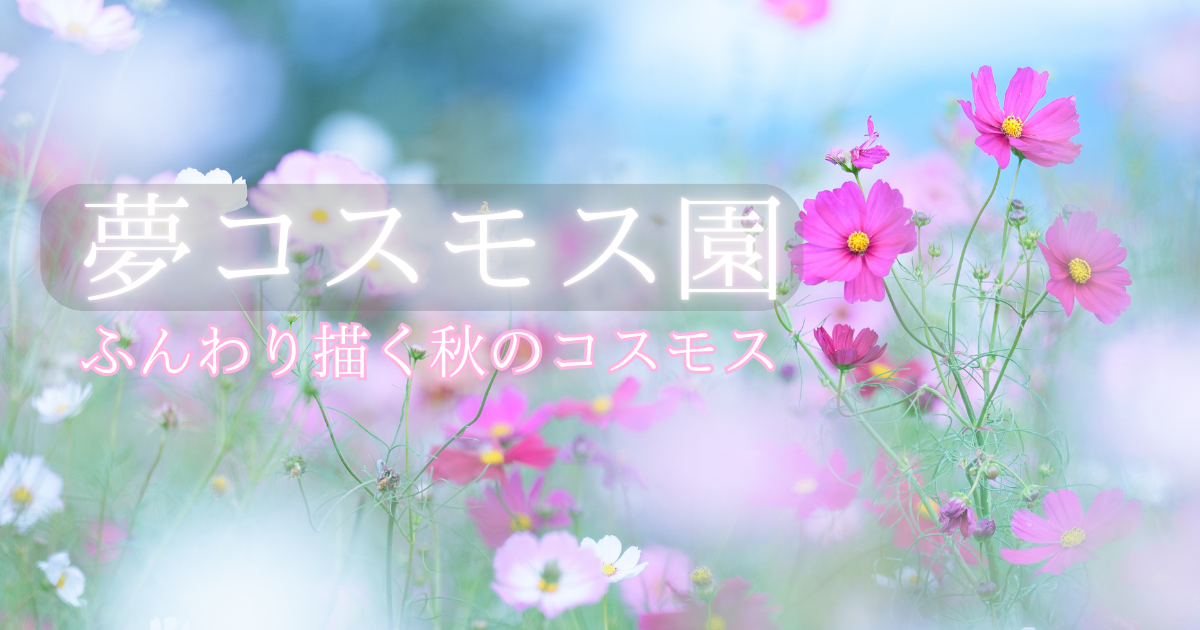 夢コスモス園の紹介記事のアイキャッチ画像。ふんわりコスモスを背景に。