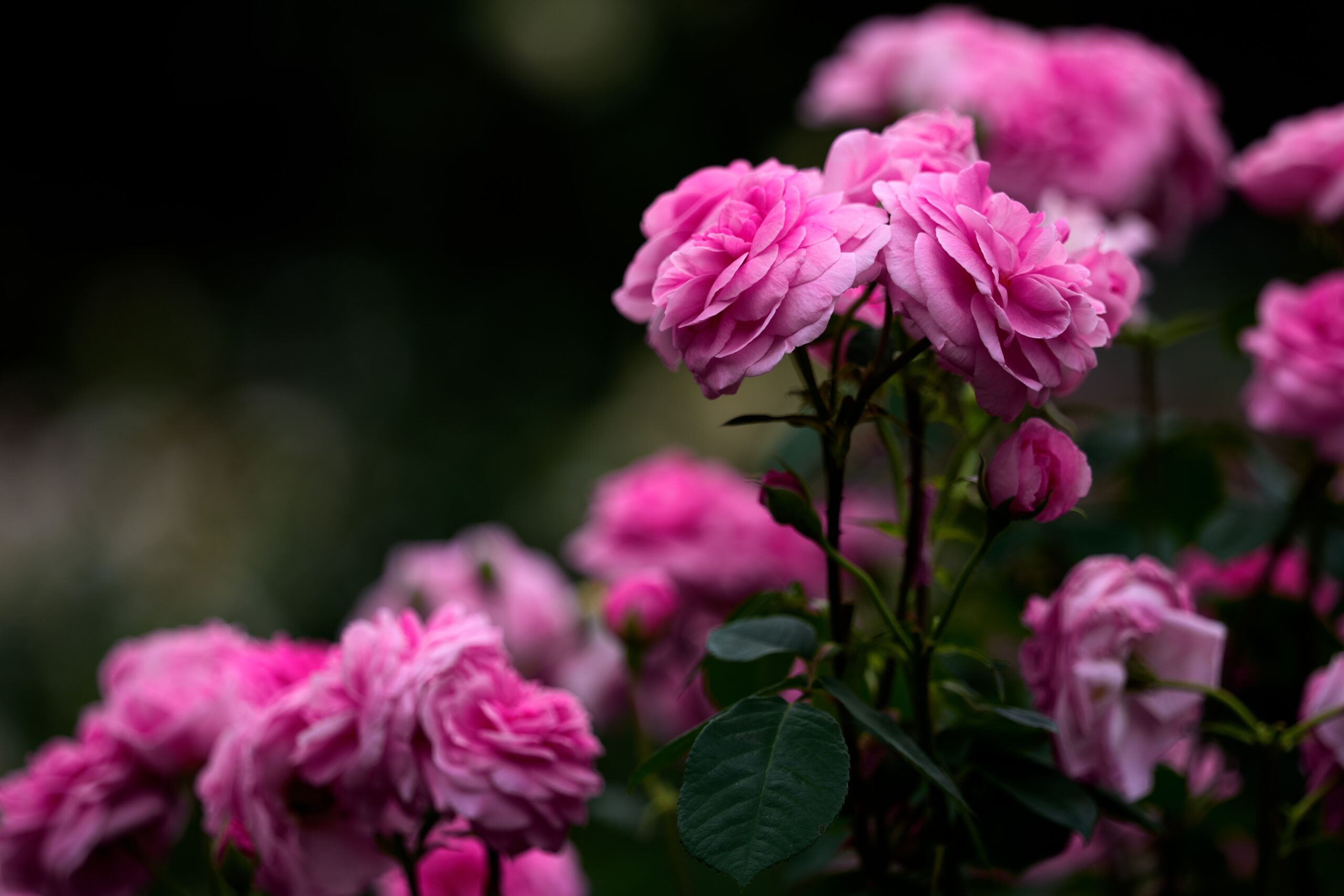 薔薇写真。白レベルと黒レベルのレタッチ