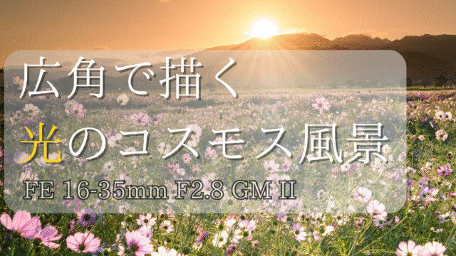 早朝のコスモス畑の風景撮影方法記事