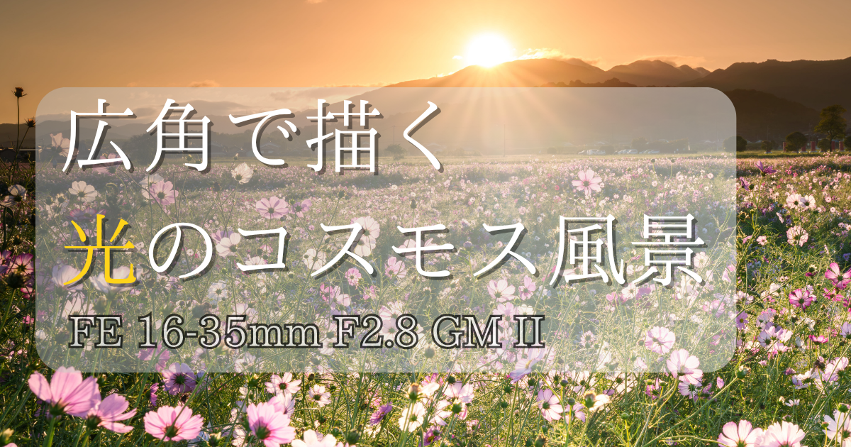 早朝のコスモス畑の風景撮影方法記事