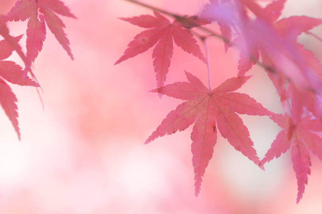 FE 70-200mm F2.8 GM OSS IIで撮影した紅葉の写真。背景がボケている。