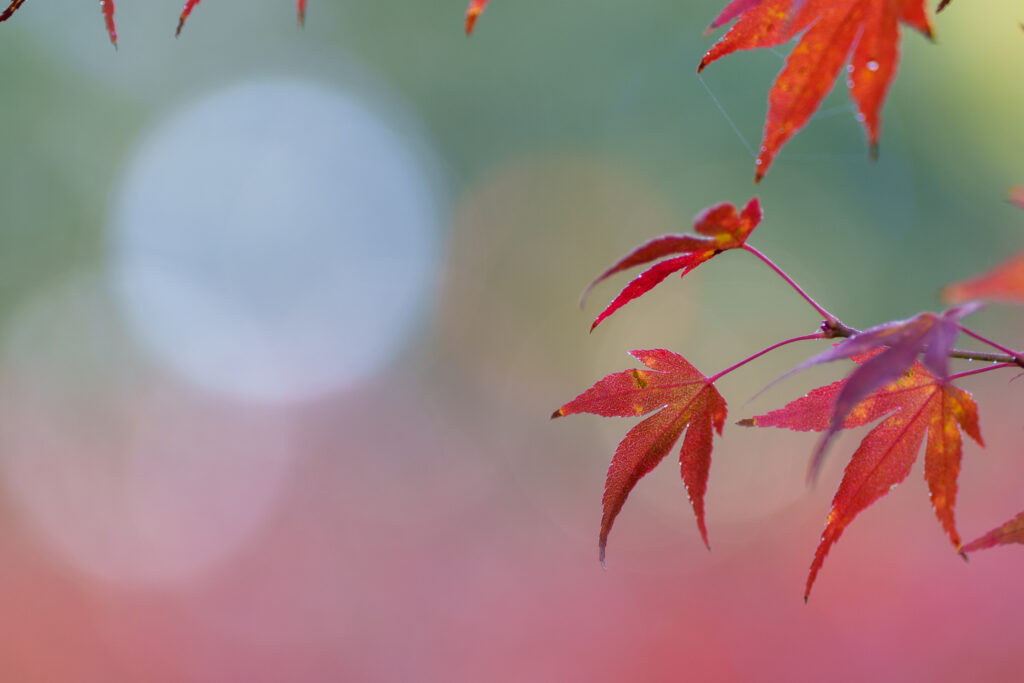 FE 70-200mm F2.8 GM OSS IIで撮影した紅葉の写真。背景がボケている。