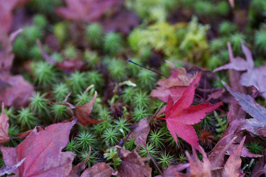 FE 70-200mm F2.8 GM OSS IIで撮影した紅葉の写真。背景がボケている。