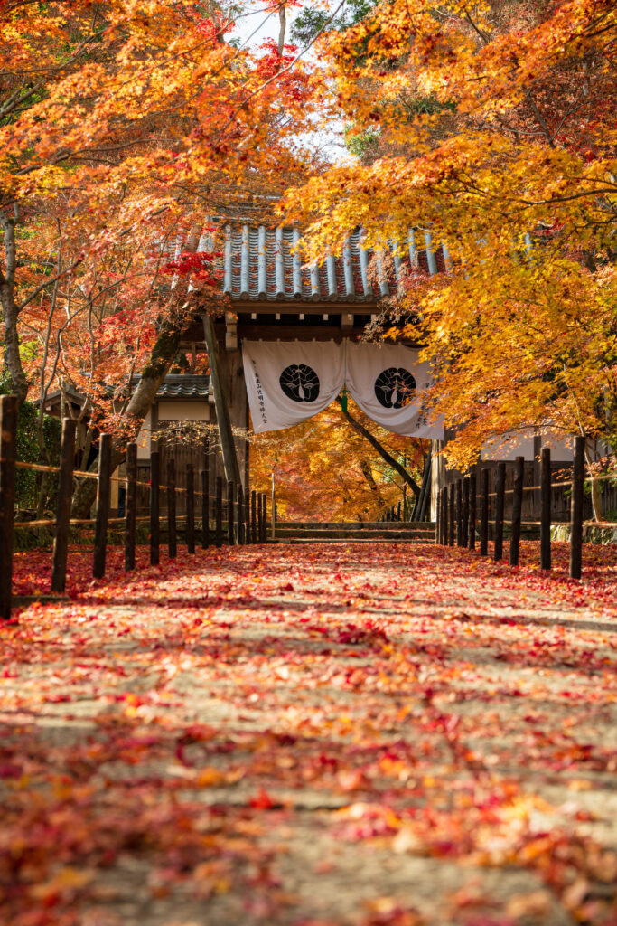 FE 70-200mm F2.8 GM OSS IIで撮影した紅葉の風景。