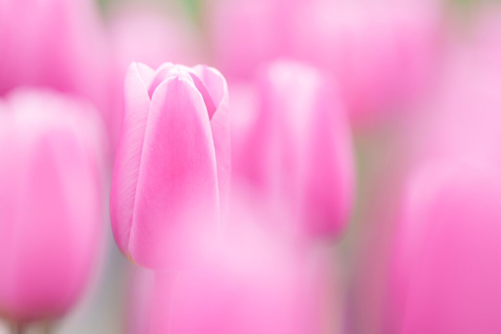 FE 135mm F1.8 GMで撮影したチューリップ