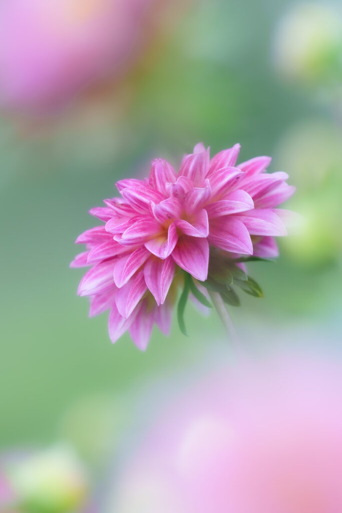 FE 135mm F1.8 GMで撮影したダリア