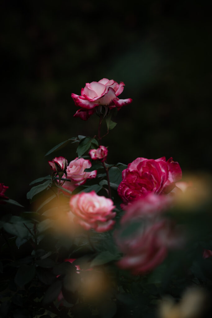 FE 135mm F1.8 GMで撮影したバラ